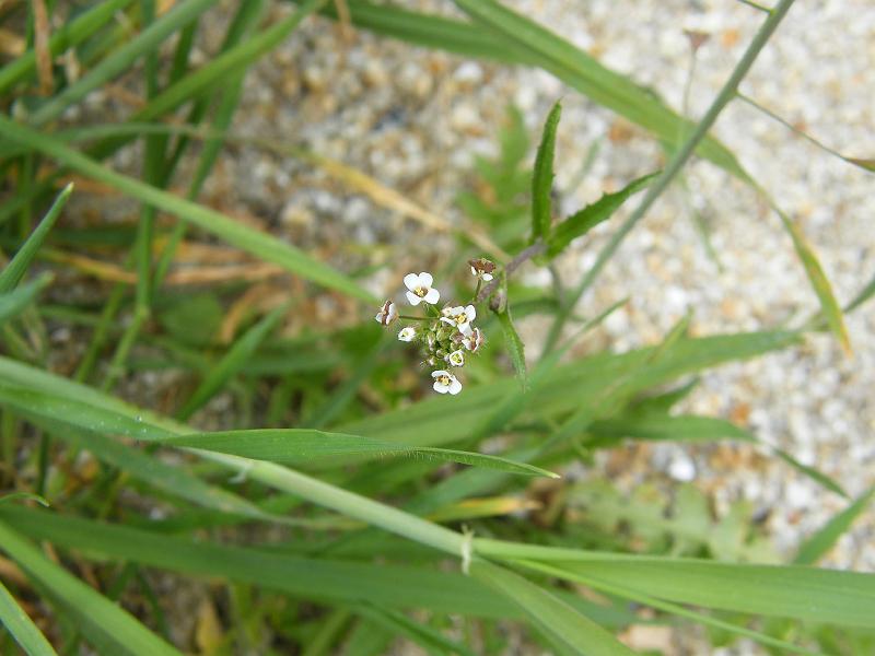 Thlaspi perfoliatum1.JPG